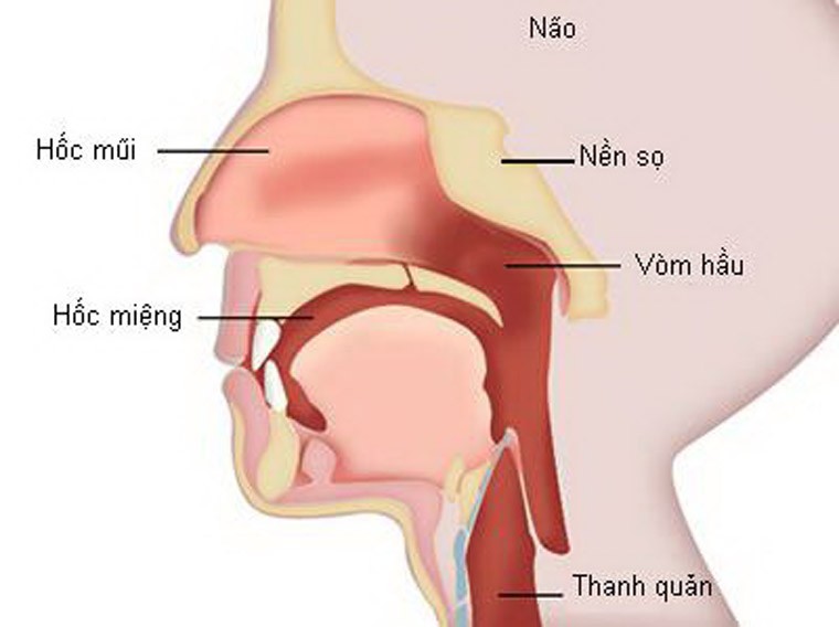 Ung thư xảy ra vùng đầu, cổ được xếp chung thành một nhóm bệnh. Nhóm này rất đa dạng bởi nó gồm ung thư môi, ung thư xoang mũi, miệng, họng, tuyến giáp và tuyến nước bọt. Tuy phạm vi phát bệnh khá lớn nhưng bạn vẫn có thể nhận diện căn bệnh qua những biểu hiện dưới đây của cơ thể.